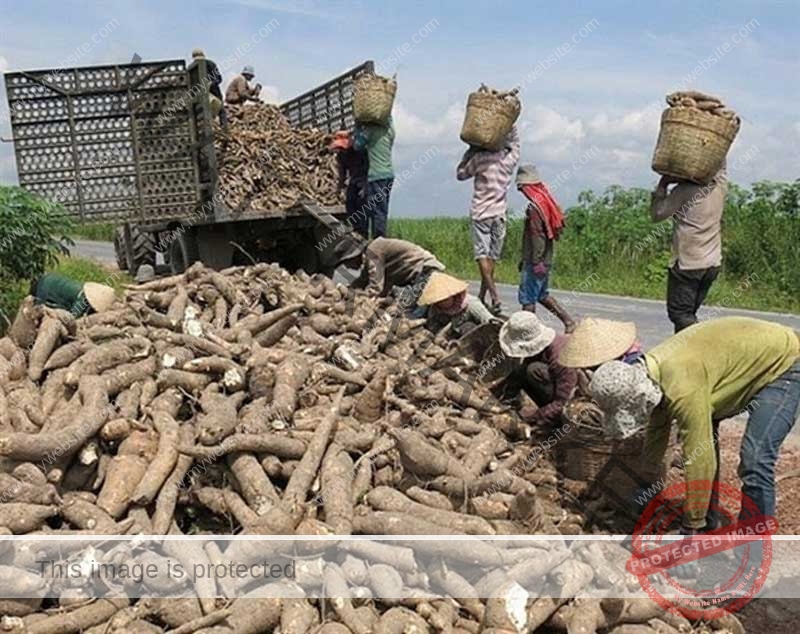 How-to-Remove-Toxicity-in-Cassava