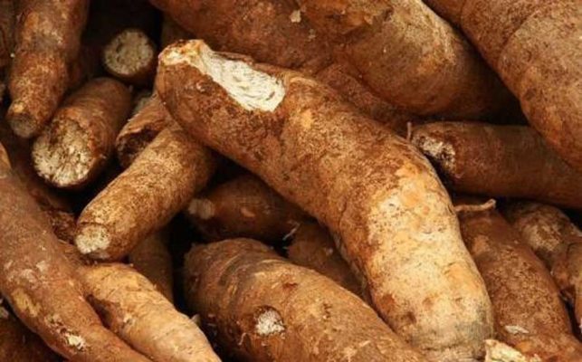 What-is-Cassava-Root