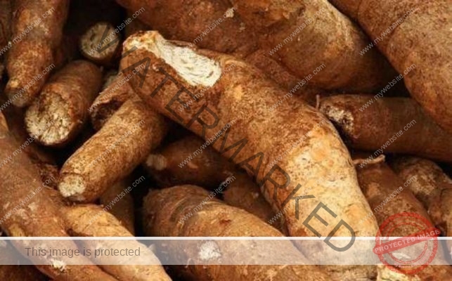 What-is-Cassava-Root